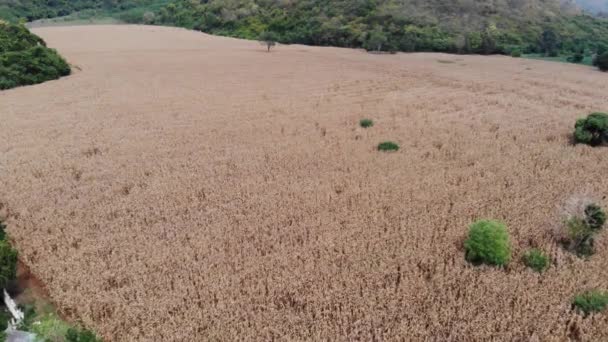 Vista Aérea Del Dron Volando Sobre Maizal Verde Dorado Listo — Vídeos de Stock