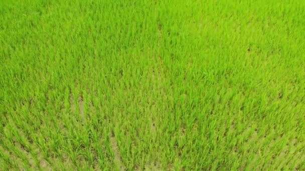 空中顶盖射中稻田 草在风中飘扬 无人机拍摄笔直下降和上升 — 图库视频影像