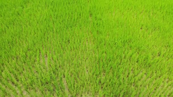 Prise de tête aérienne, champ de riz. L'herbe bouge dans le vent. Drone filmant directement vers le bas et se levant .