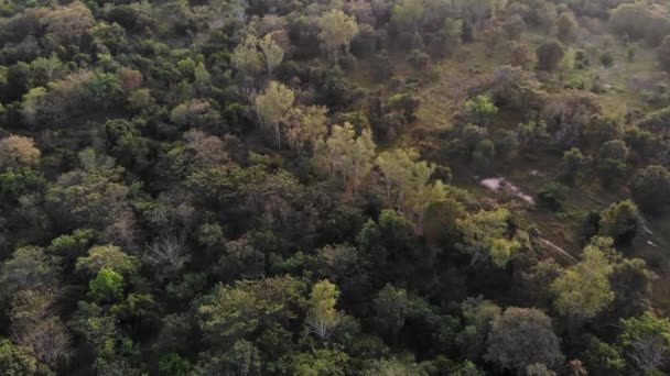 Widok Góry Lato Zielone Drzewa Tle Lasu Piękne Zdjęcie Panoramiczne — Wideo stockowe