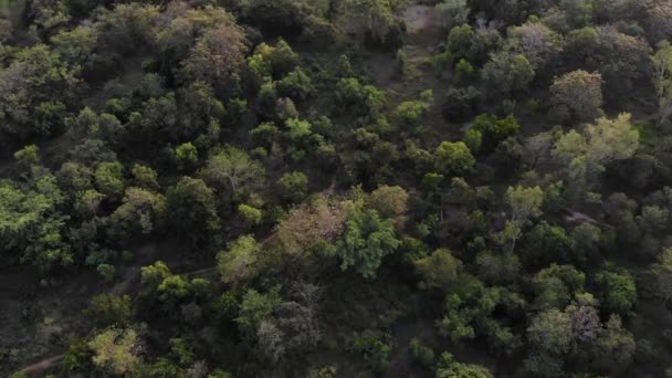 Aerial Top View Summer Green Trees Forest Background — Stock Video