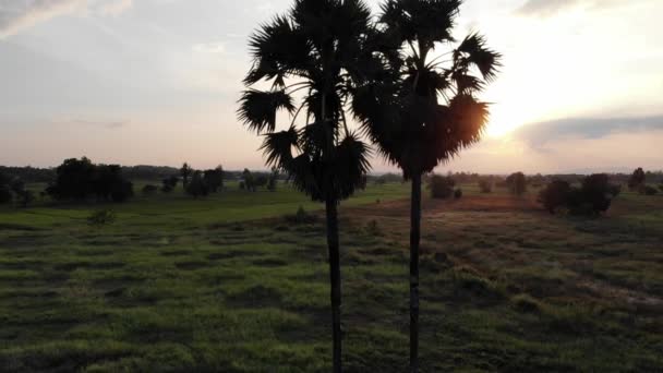 Silhouette Sugar Palm Trees Beautiful Sunset Birds Flying Orange Sky — Stock Video