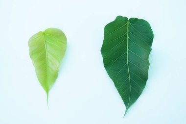 Beyaz izole arka plan üzerinde Ham Yaprak,