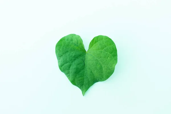 Raw Leaf on white isolate background, — Stock Photo, Image