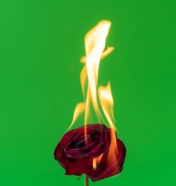 Red rose and fire on green background,