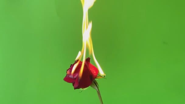 Feu Sur Une Rose Rouge Sur Fond Vert Vidéo Ralenti — Video