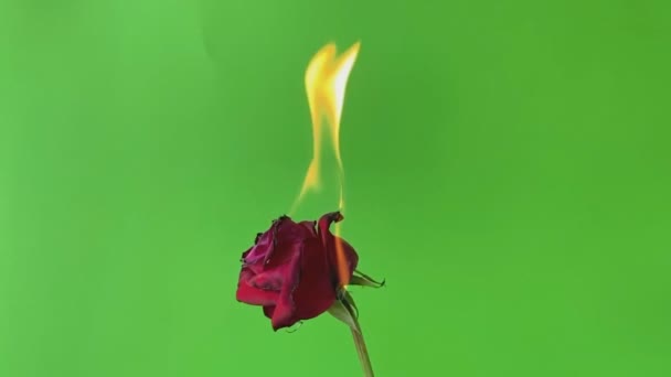 Fuego Sobre Una Rosa Roja Sobre Fondo Pantalla Verde Vídeo — Vídeo de stock