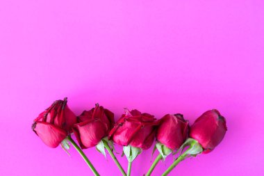 Kırmızı gül pembe arkaplanda,