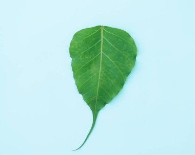 Beyaz izole arka plan üzerinde Ham Yaprak,