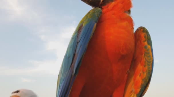 Sluiten Van Blauw Goud Macaw Papegaai Exotische Kleurrijke Afrikaanse Ara — Stockvideo