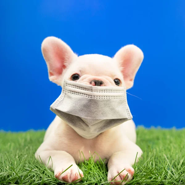 Mavi arka planda çim tarlasında maske takan bir köpek.,
