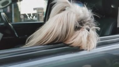 Küçük beyaz bir köpek arabasında oturuyor. Kafası pencereden dışarı çıkmış sahiplerinin dönmesini bekliyor..