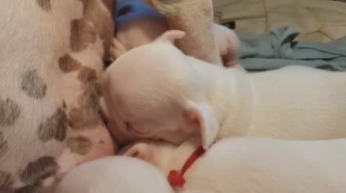 Yavru köpekler süt içiyor anne köpek.