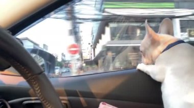 Arabanın ön koltuğundaki köpek. Fransız bulldog 'u arabada ve araba hareket ettiğinde şehrin manzarasına bakıyor..