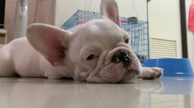 Uykulu Fransız bulldog 'u yerde yatarken kapat..