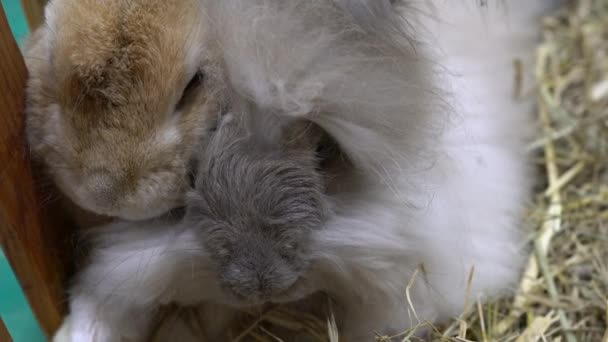 Dos Conejos Duermen Juntos Heno — Vídeo de stock