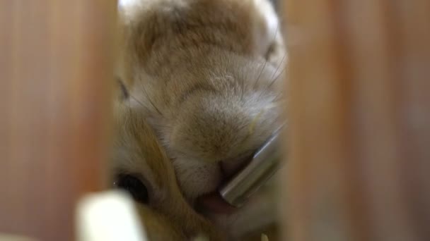 Close Video Rabbit Drinking Water Bottle — Stock Video