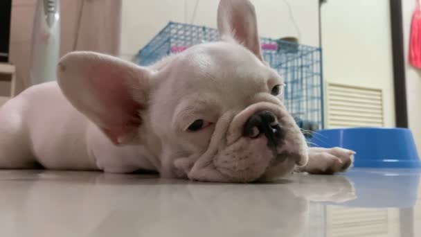 Close Sleepy French Bulldog Lying Floor — Stock Video