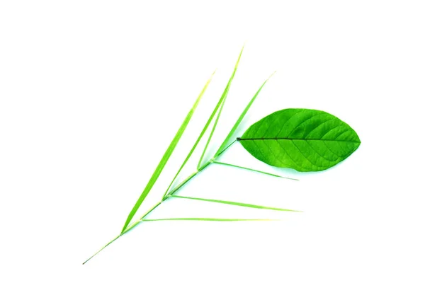 Raw Leaf White Isolate Background — Stock Photo, Image