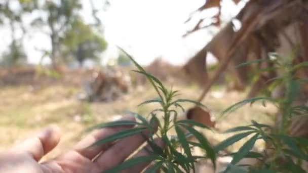 Primer Plano Comprobación Manual Las Plantas Cáñamo Invernadero — Vídeo de stock