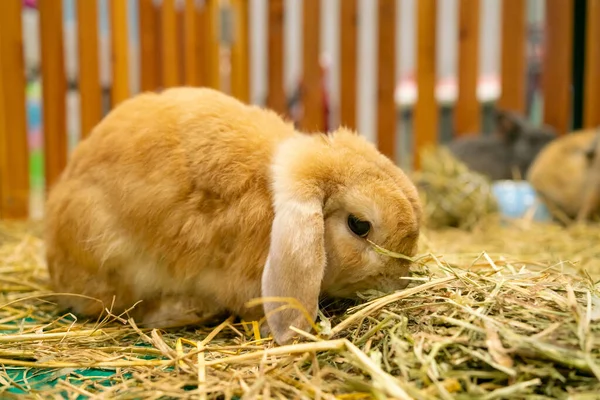 Rabbit Sat Hay Wooden Cage Stock Image