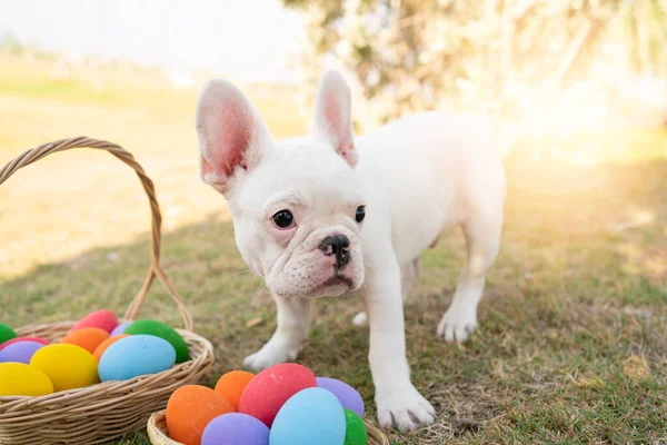 French Bulldog Stands Egg Painted Lawn Easter Day — Stock Photo, Image