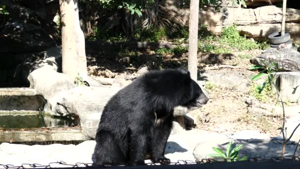 亚洲黑色野牛熊坐下来泡泡泡泡以放松身心 — 图库视频影像