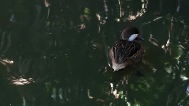 Duck Teal Common Teal Anas Crecca Male Small Teal Swims — Stock Video