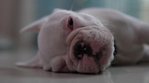 White Bulldog Frances Laying Home White Background — Stock Video