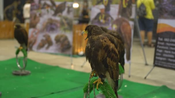 Falcon Sentado Percha Centro Comercial — Vídeos de Stock