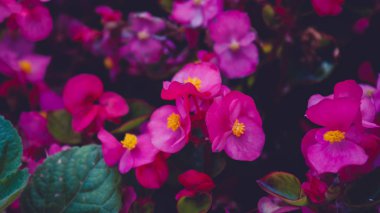 Dikenli çiçek tacı