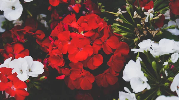 Petúnia Virágok Fotó Állomány — Stock Fotó