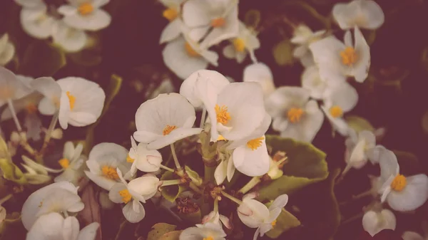 Phalaenopsis Sanderiana Flower Photo Stock — 스톡 사진