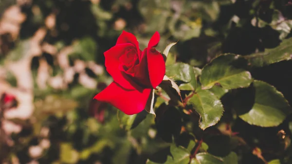 Rosa Vermelha Repositório — Fotografia de Stock