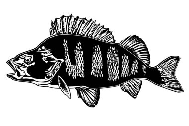 Yeni bir balık tutma levrek