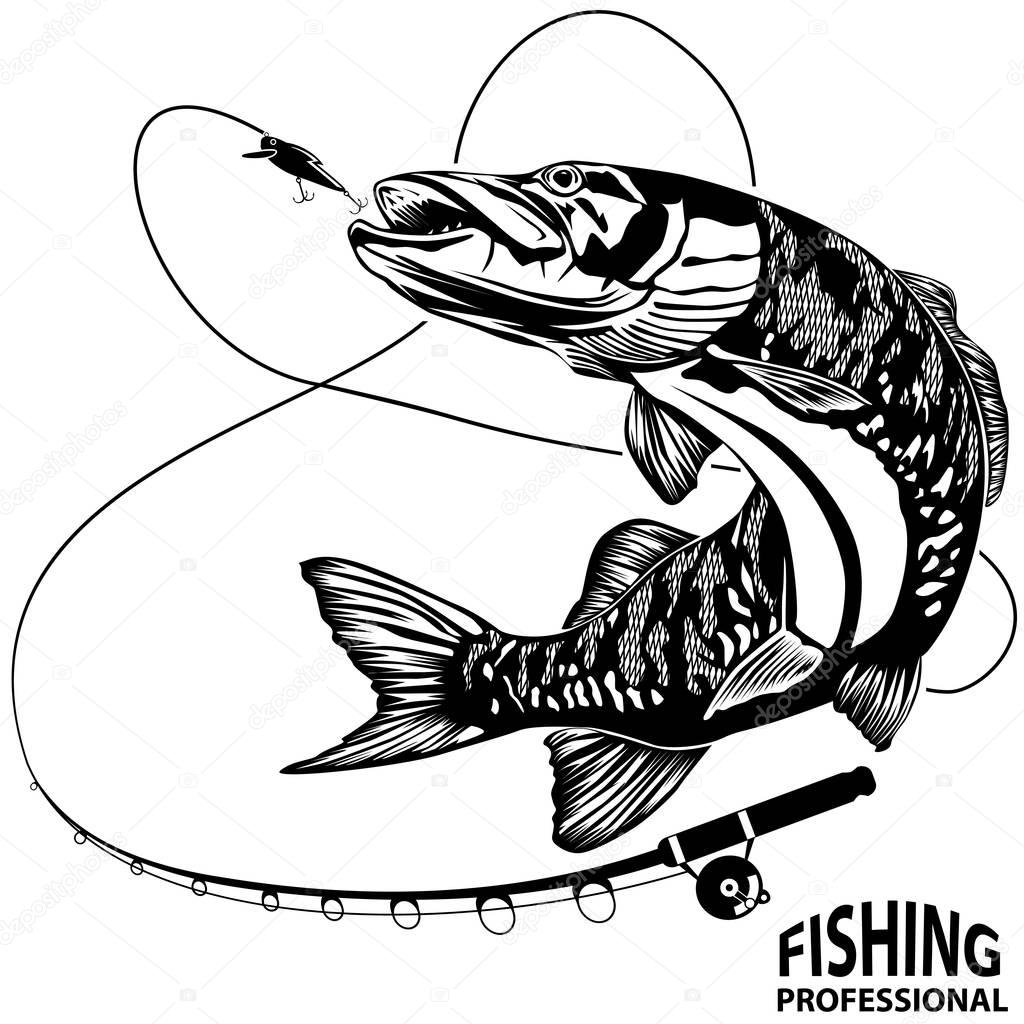 Pike fishing professional