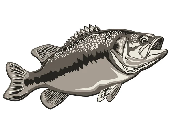 Eagle head isolated on white background