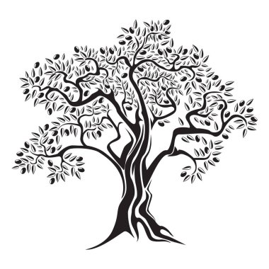 Zeytinli zeytin ağacı