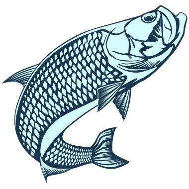 Tarpon okyanus mavisi