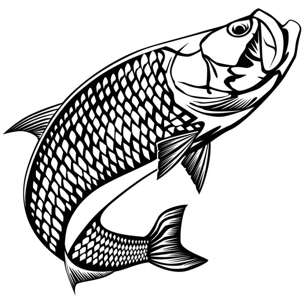 Tarpon sobre blanco — Archivo Imágenes Vectoriales