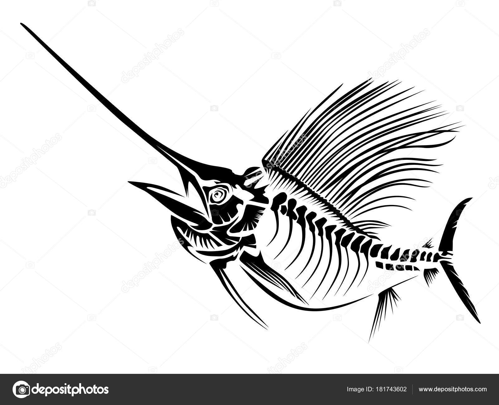 Download Sail fish skeleton isoated on white — Stock Vector ...