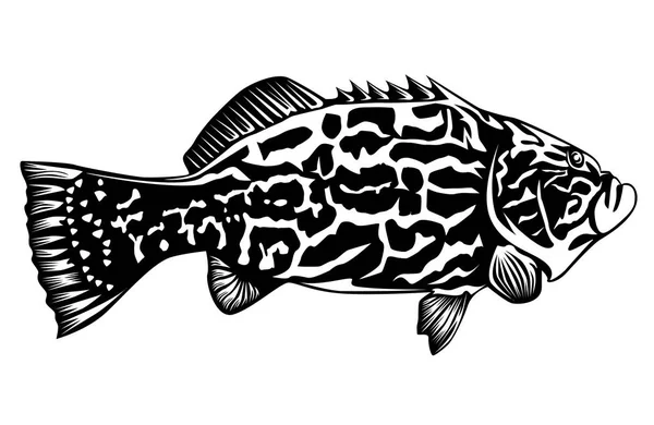 Black grouper on white — Stock Vector