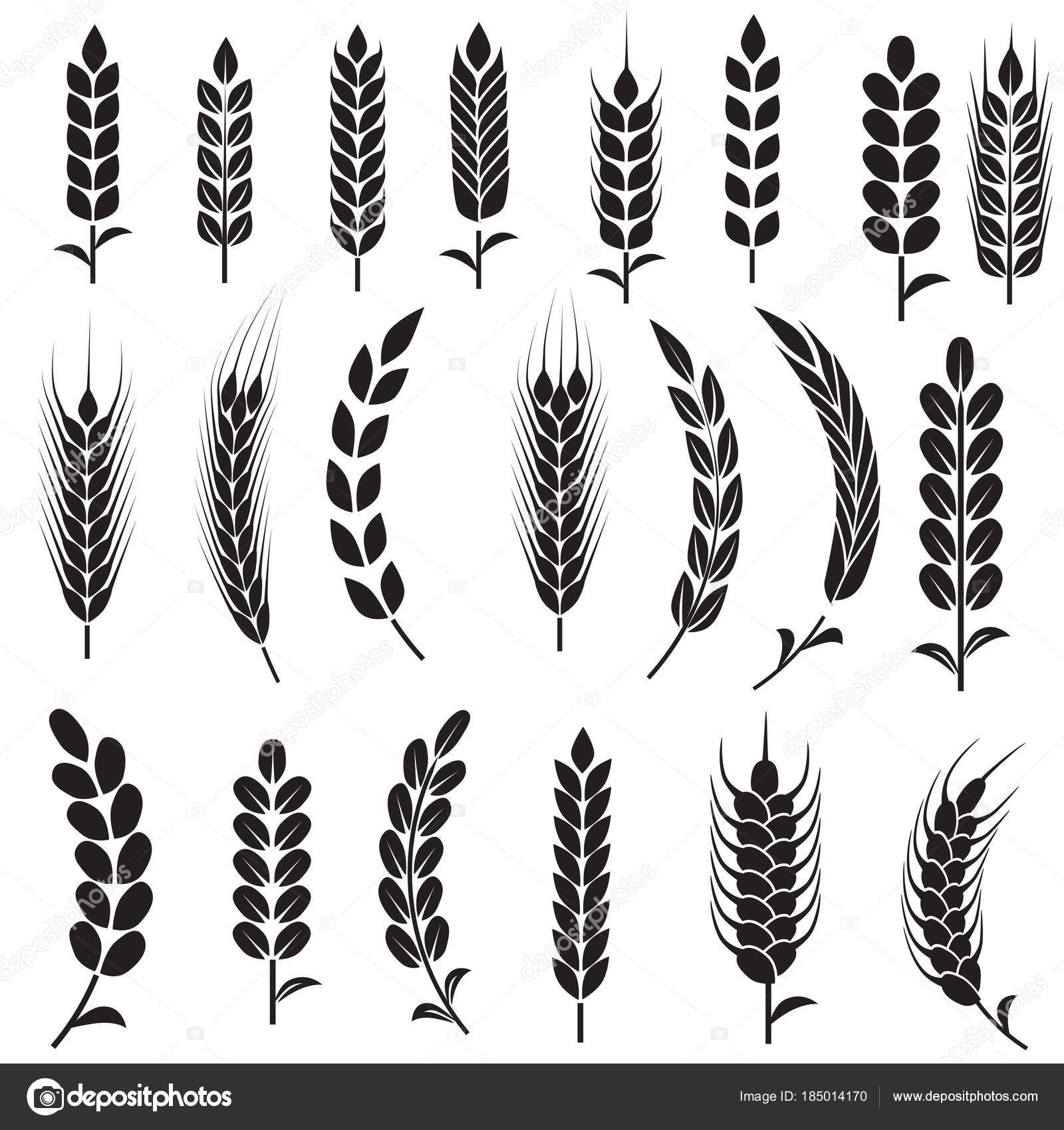 Wheat seeds isolated on white Stock Vector by ©LIORIKI 185014170, image size:1600x1700
