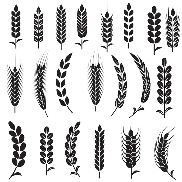Wheat seeds isolated on white — Stock Vector