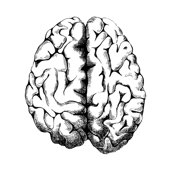 Cerebro humano dibujado a mano — Vector de stock