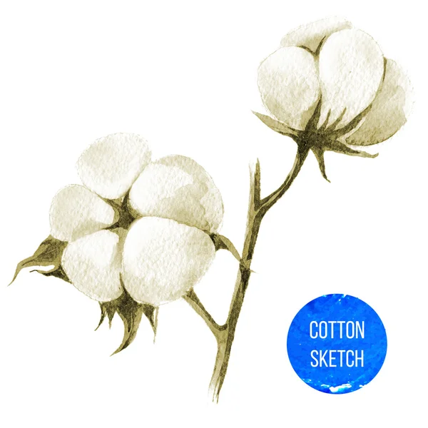 Watercolor cotton plant — Stock Photo, Image