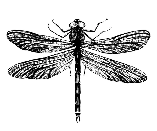 Black dragonfly on white background — Stock Vector