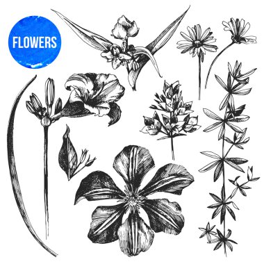 hand drawn flowers set clipart