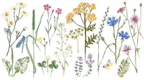 Ensemble dessiné à la main avec des herbes et des fleurs — Image vectorielle