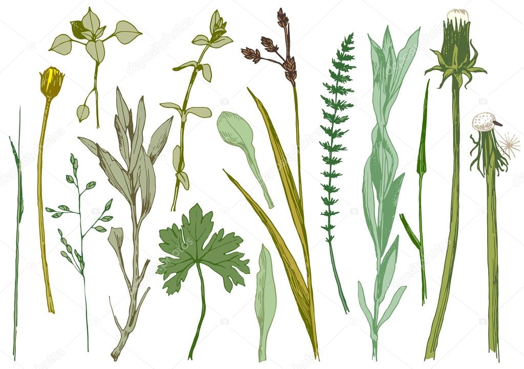 Hand drawn set of herbs